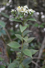 Doellingeria sericocarpoides