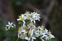 Doellingeria sericocarpoides