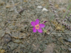 Phemeranthus calcaricus