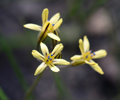 Triteleia ixioides anilina