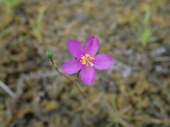 Phemeranthus calcaricus