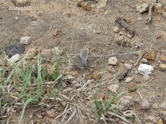 Cupido comyntas texana