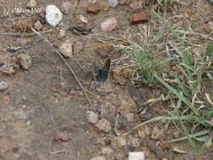 Cupido comyntas texana