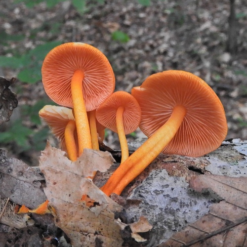 orange mycena