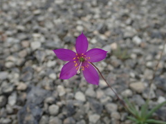 Phemeranthus calcaricus