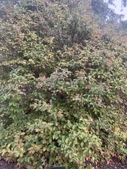 Viburnum burejaeticum