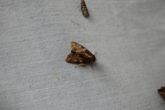 Chytonix