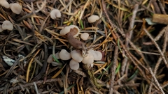 Cudonia monticola