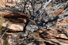 Ctenophorus modestus