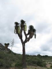 Yucca decipiens
