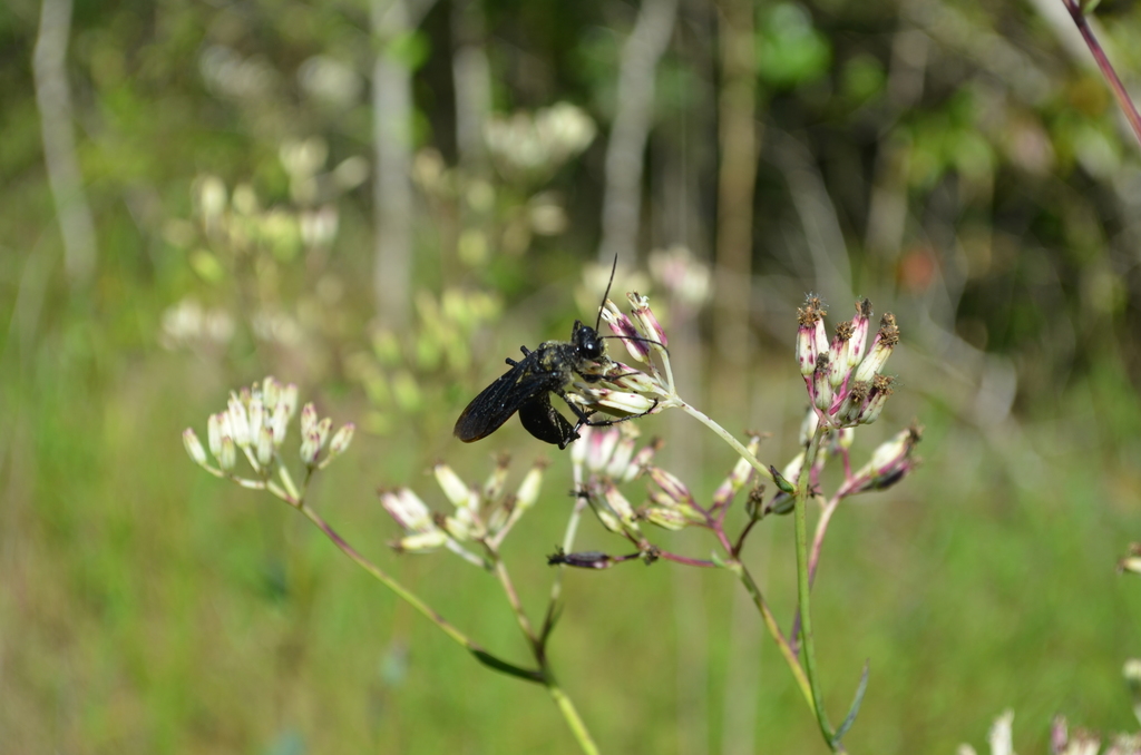 Ovateleaf Cacalia from Cole Road near tributary to Perkins Creek