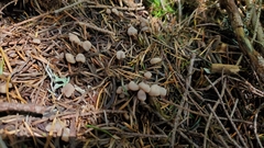 Cudonia monticola