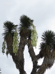 Yucca decipiens