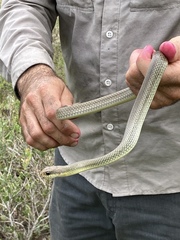 Coluber constrictor oaxaca