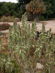 Aloe tomentosa