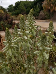 Aloe tomentosa