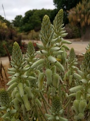 Aloe tomentosa