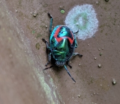 Lampromicra