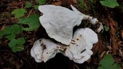 Calcipostia guttulata