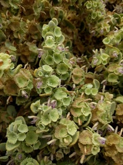 Pseudodictamnus mediterraneus