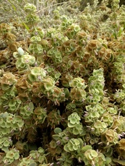 Pseudodictamnus mediterraneus
