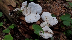 Calcipostia guttulata