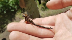 Somatochlora tenebrosa