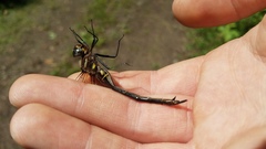 Somatochlora tenebrosa