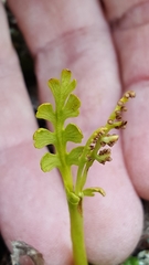 Botrychium matricariifolium