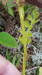 Botrychium matricariifolium
