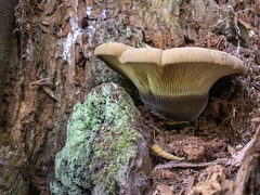 Tapinella atrotomentosa