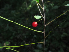 Prunus glandulosa