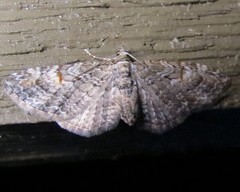 Eupithecia graefii
