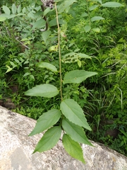 Celtis bungeana