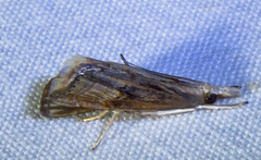 Parapediasia decorellus
