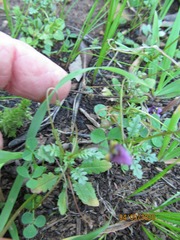 Diascia elongata