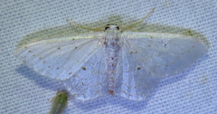 Idaea tacturata