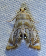 Eoparargyractis irroratalis