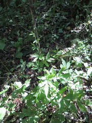Agrimonia granulosa