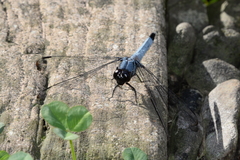 Orthetrum melania