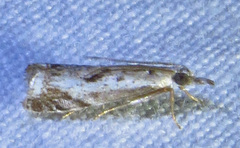 Microcrambus kimballi