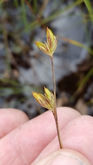 Juncus stygius americanus