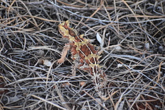 Moloch horridus