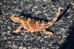 Moloch horridus