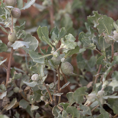 Atriplex holocarpa