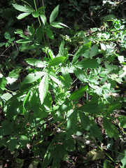 Agrimonia granulosa