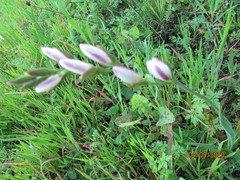 Sparaxis grandiflora