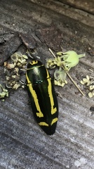 Buprestis catoxantha