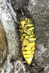 Buprestis catoxantha