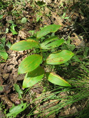 Polygonatum × desoulavyi